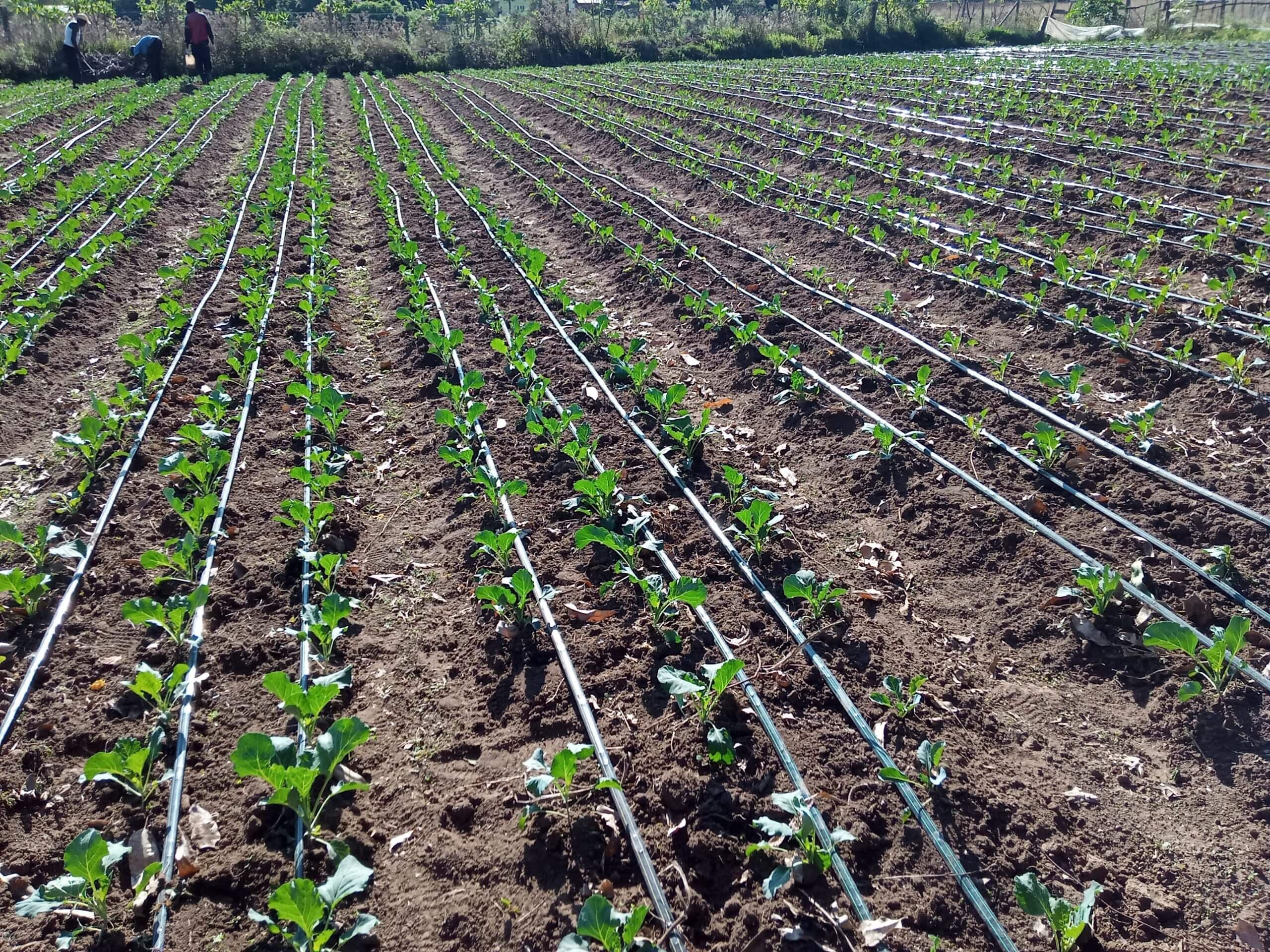 Smart Automated Irrigation Systems